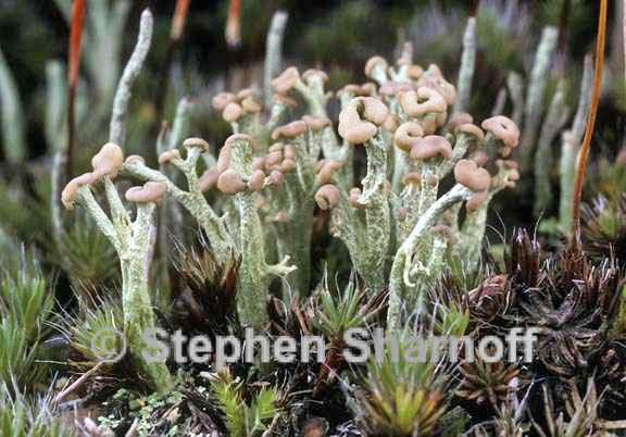 cladonia botrytes 1 graphic