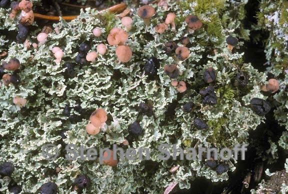 cladonia caespiticia 1 graphic