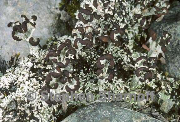 cladonia cariosa 3 graphic