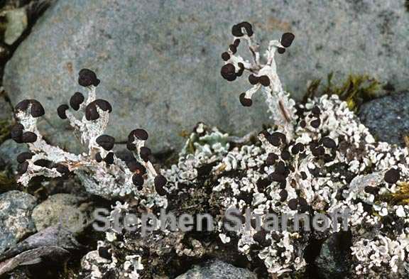 cladonia cariosa 3a graphic