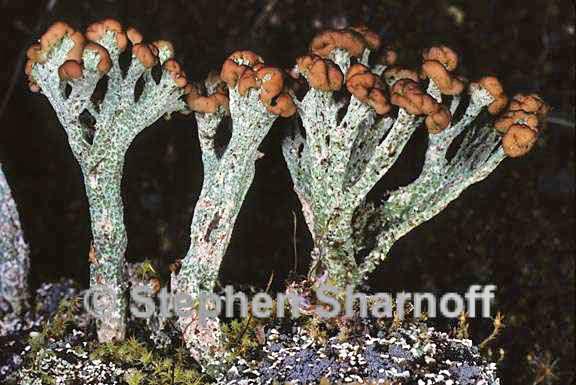 cladonia cariosa 4 graphic