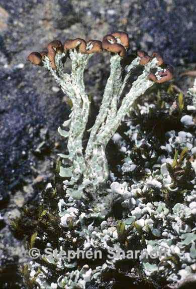 cladonia cariosa 5 graphic