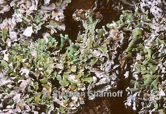 cladonia cariosa group 1 graphic