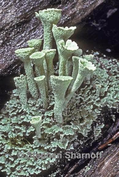 cladonia carneola 1 graphic