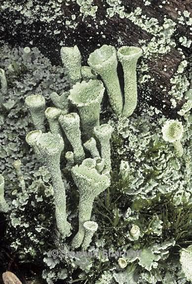 cladonia carneola 10 graphic