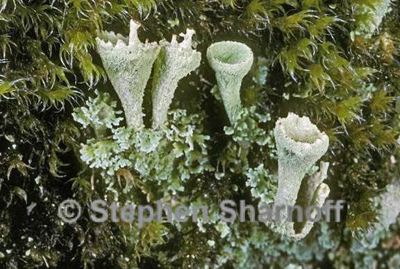 cladonia carneola 2 graphic