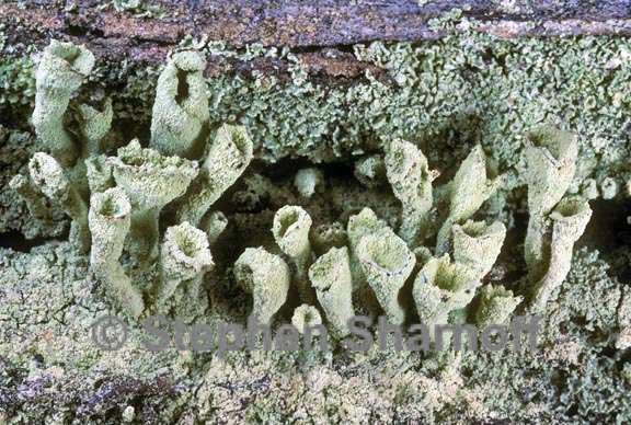 cladonia carneola 3 graphic