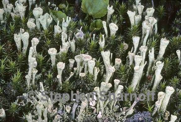 cladonia carneola 4 graphic