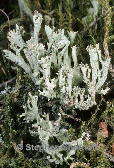 cladonia carneola 5 graphic