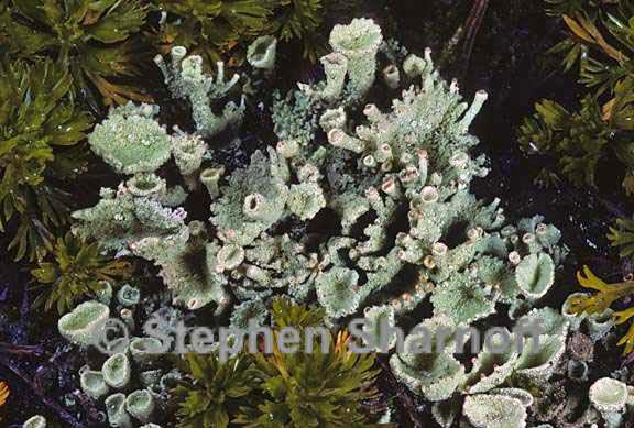 cladonia carneola 7 graphic