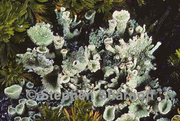 cladonia carneola 7a graphic