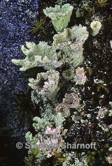 cladonia carneola 8 graphic