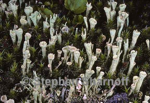 cladonia carneola 9 graphic