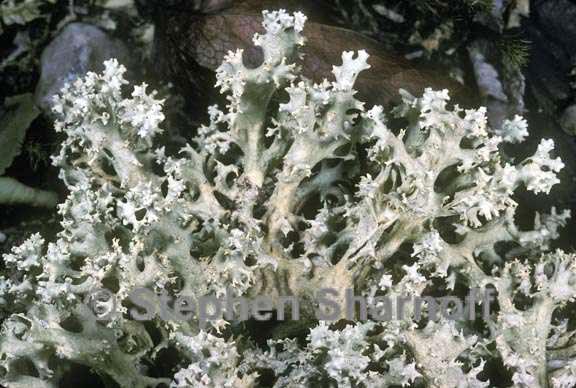 cladonia caroliniana 1 graphic