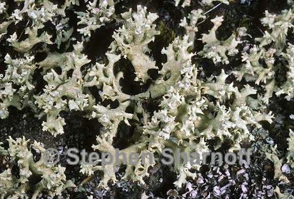 cladonia caroliniana 3 graphic