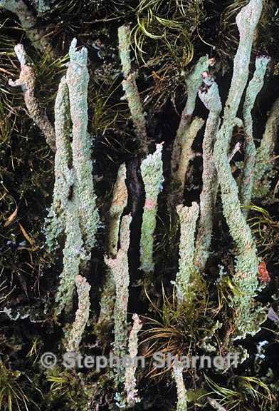 cladonia cenotea 5 graphic