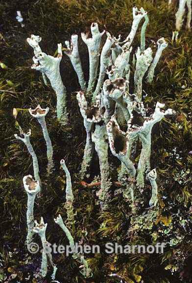 cladonia cenotea 6 graphic