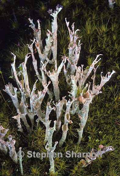 cladonia cenotea 9 graphic