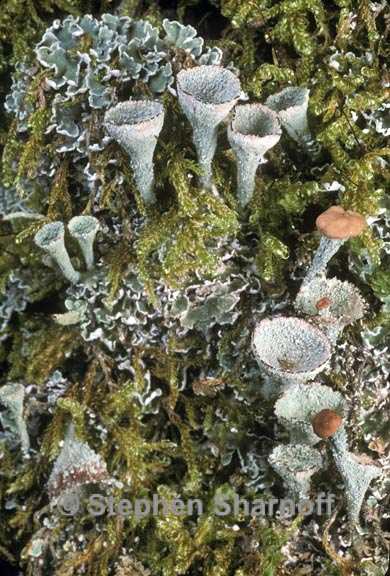 cladonia chlorophaea 1 graphic