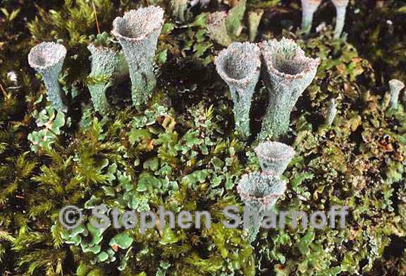 cladonia chlorophaea 10 graphic