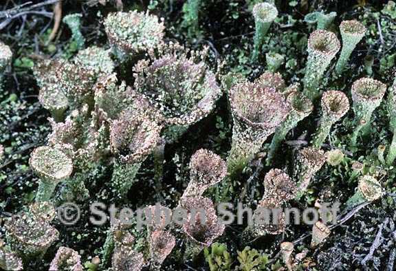 cladonia chlorophaea 11 graphic