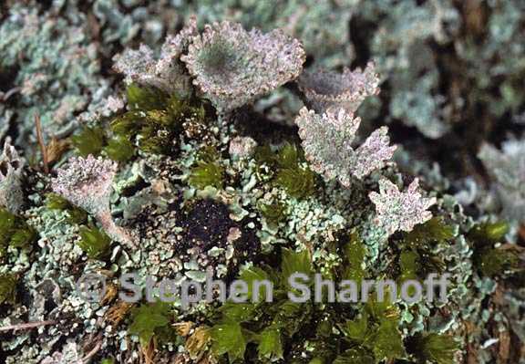 cladonia chlorophaea 12 graphic