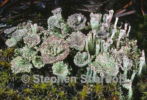 cladonia chlorophaea 13 graphic