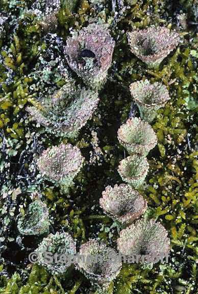 cladonia chlorophaea 14 graphic