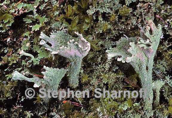 cladonia chlorophaea 15 graphic