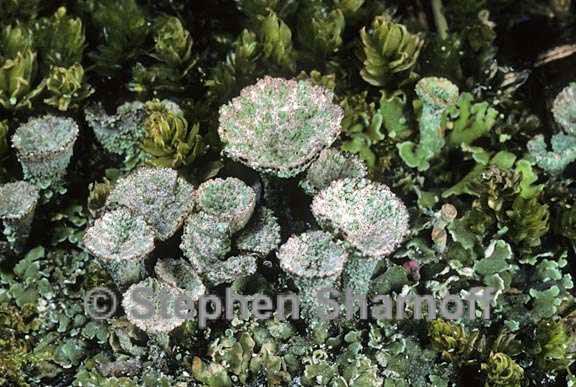 cladonia chlorophaea 16 graphic