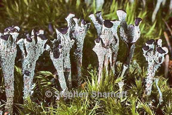 cladonia chlorophaea 17 graphic