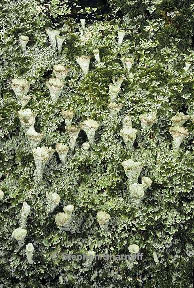 cladonia chlorophaea 18 graphic