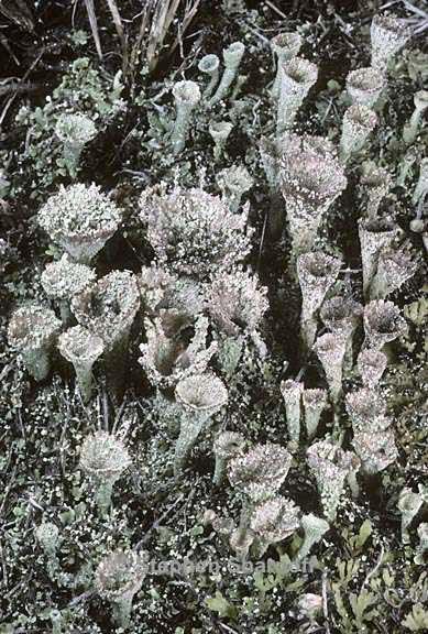 cladonia chlorophaea 19 graphic