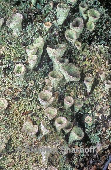 cladonia chlorophaea 2 graphic