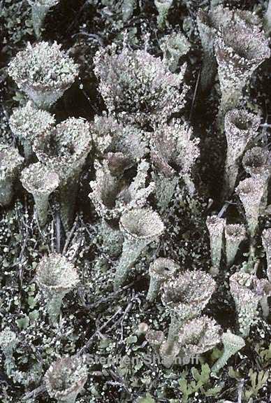 cladonia chlorophaea 20 graphic