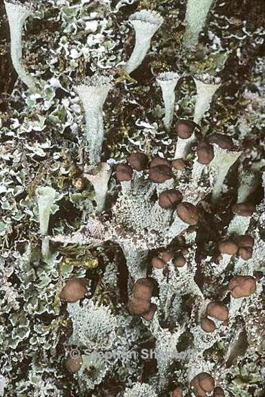 cladonia chlorophaea 21 graphic