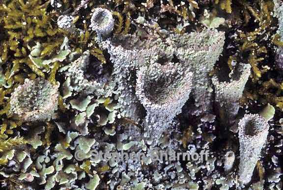 cladonia chlorophaea 22 graphic