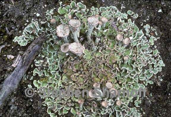 cladonia chlorophaea 3 graphic