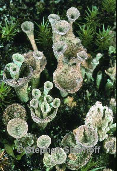 cladonia chlorophaea 4 graphic