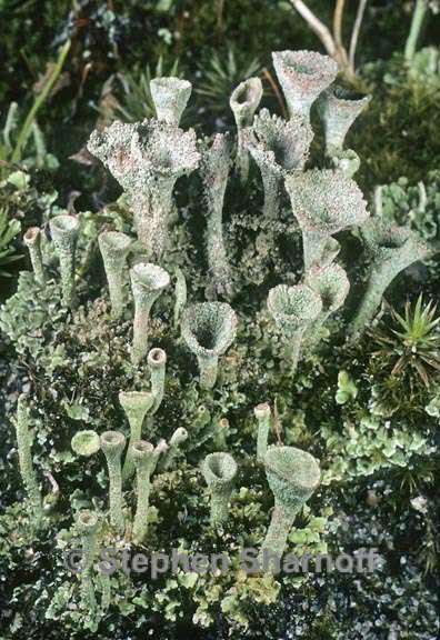 cladonia chlorophaea 5 graphic