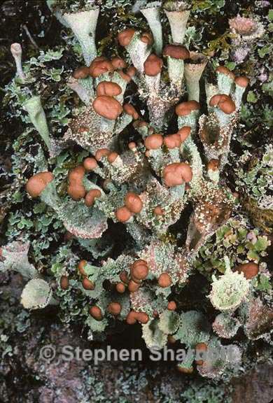 cladonia chlorophaea 6 graphic