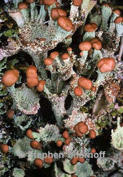 cladonia chlorophaea 6a graphic