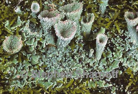 cladonia chlorophaea 7 graphic