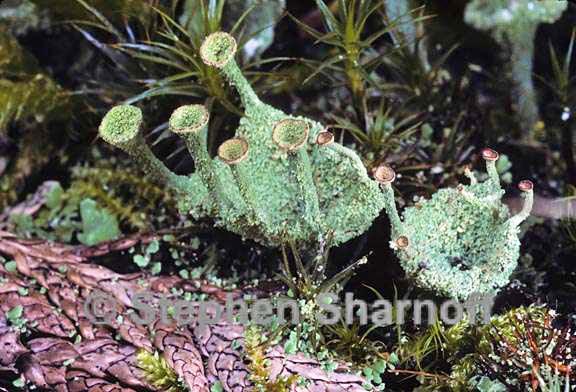 cladonia chlorophaea 8 graphic