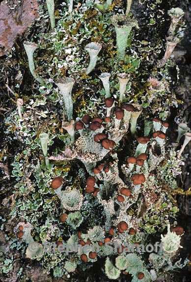 cladonia chlorophaea 9 graphic