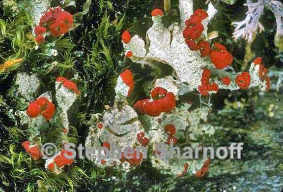 cladonia coccifera graphic