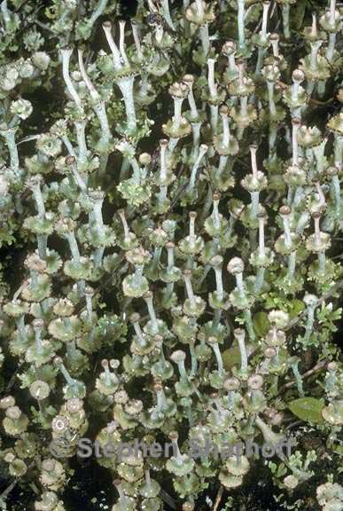 cladonia concinna 1 graphic