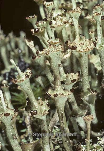 cladonia concinna 8 graphic