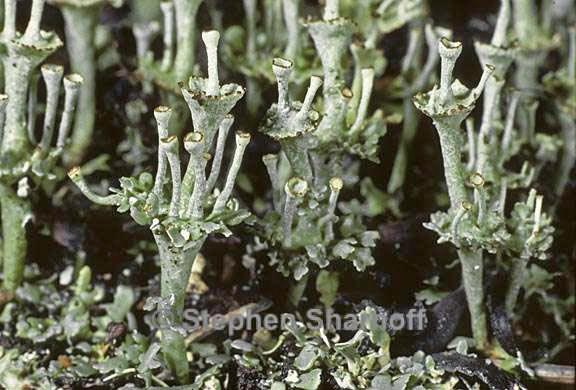 cladonia concinna 9 graphic