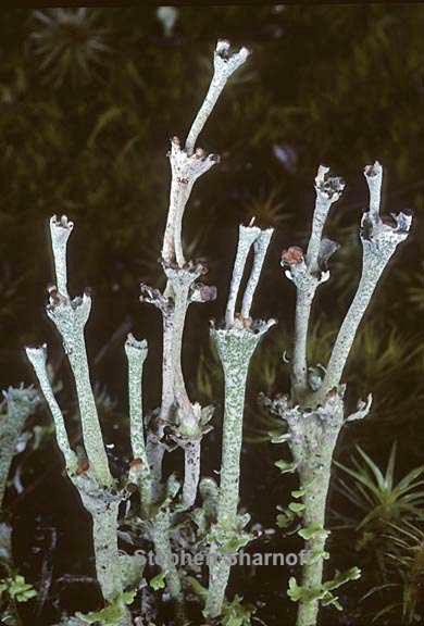 cladonia concinna 11 graphic